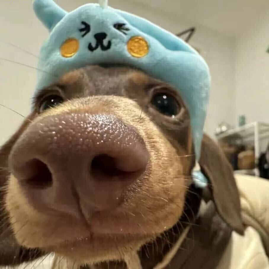 何总头像